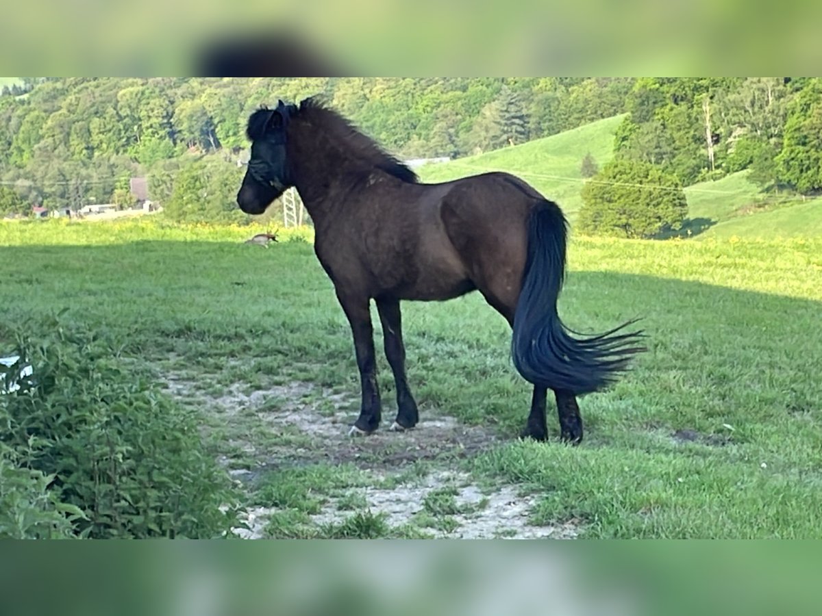 Pony Islandese Castrone 4 Anni 135 cm Baio nero in Wuppertal