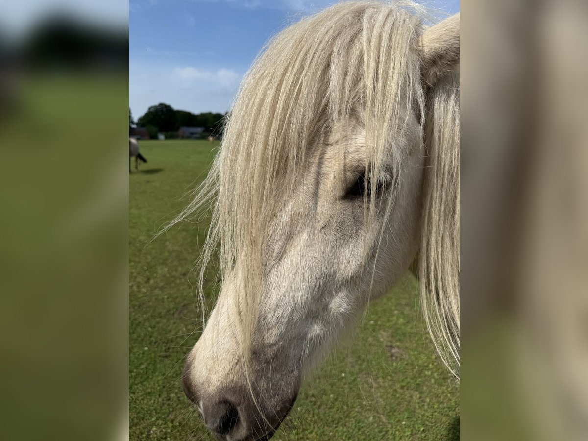 Pony Islandese Castrone 4 Anni 138 cm Palomino in CuxhavenCuxhaven