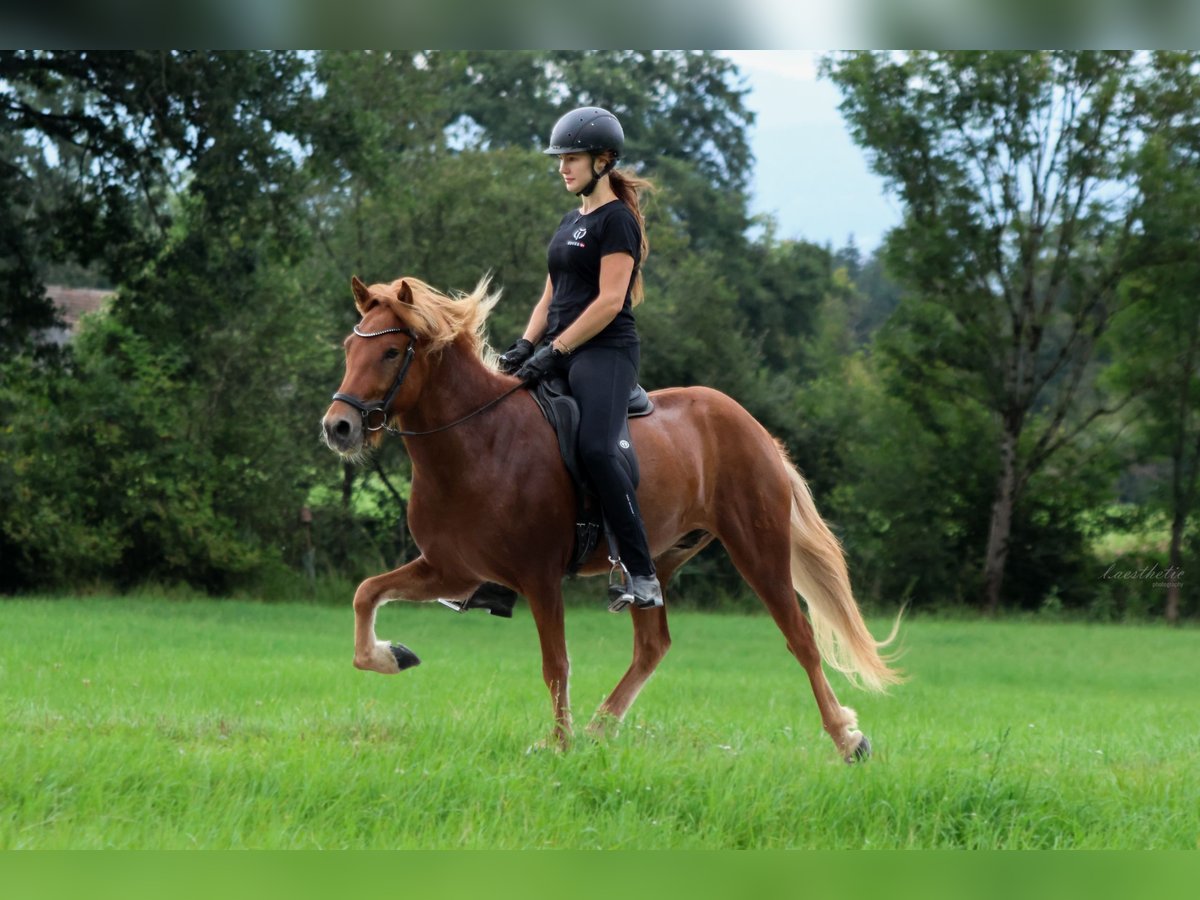 Pony Islandese Castrone 4 Anni 142 cm Sauro in Wals