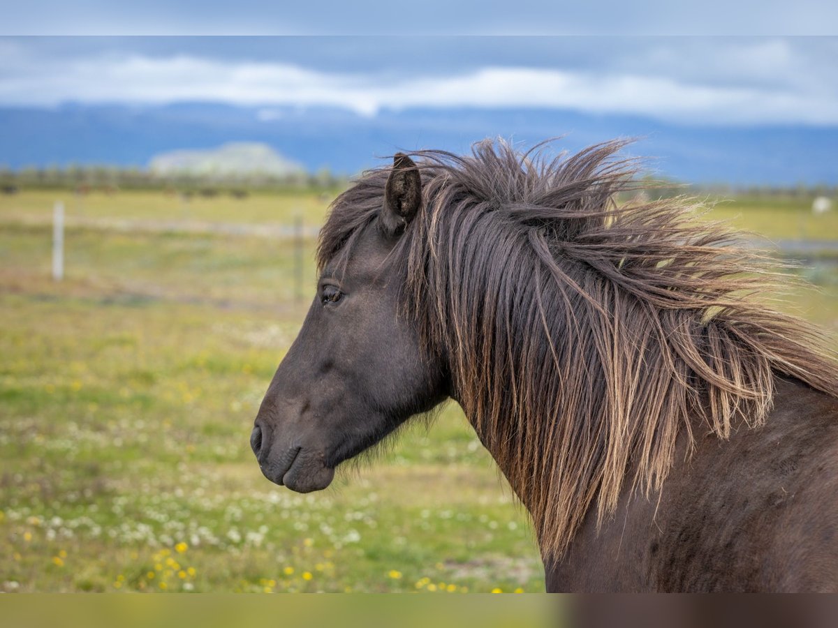 Pony Islandese Castrone 4 Anni 144 cm Morello in Hvolsvöllur