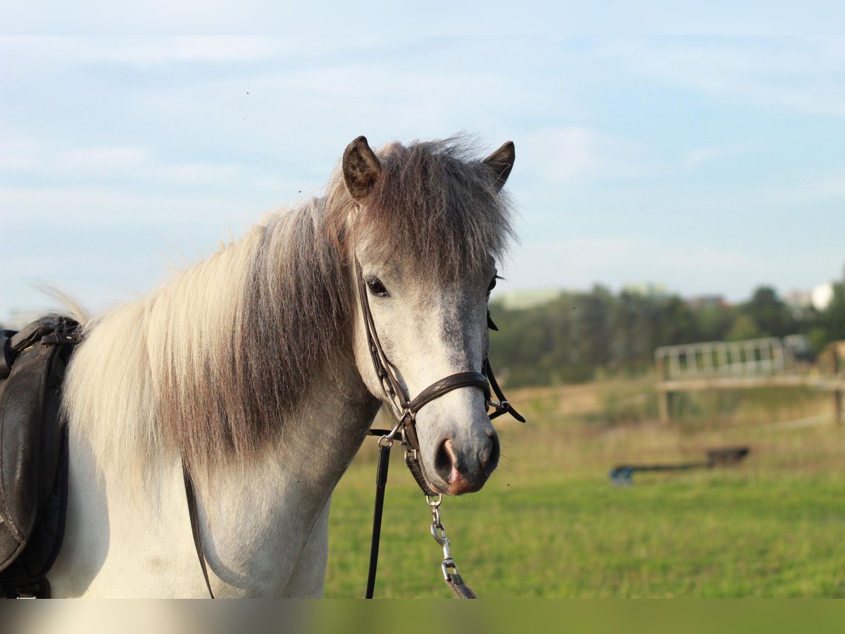 Pony Islandese Castrone 4 Anni Grigio in Osnabrück