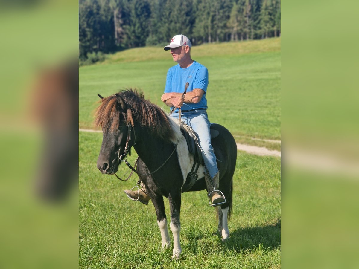 Pony Islandese Castrone 5 Anni 136 cm Pezzato in Grabenstätt