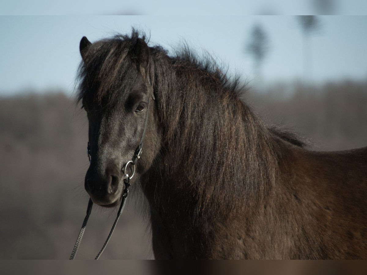 Pony Islandese Castrone 5 Anni 137 cm Baio nero in Netphen