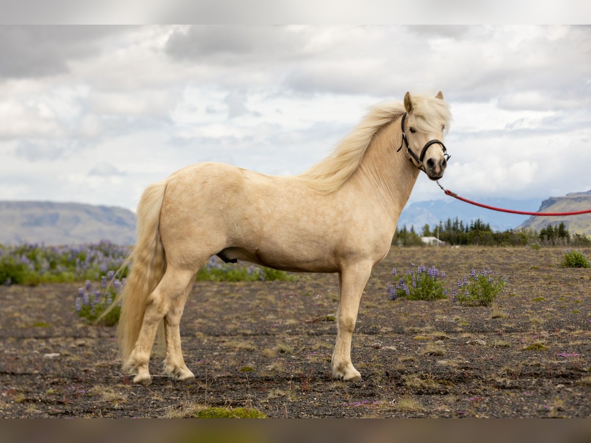 Pony Islandese Castrone 5 Anni 137 cm Palomino in Hv&#xF6;lsvollur