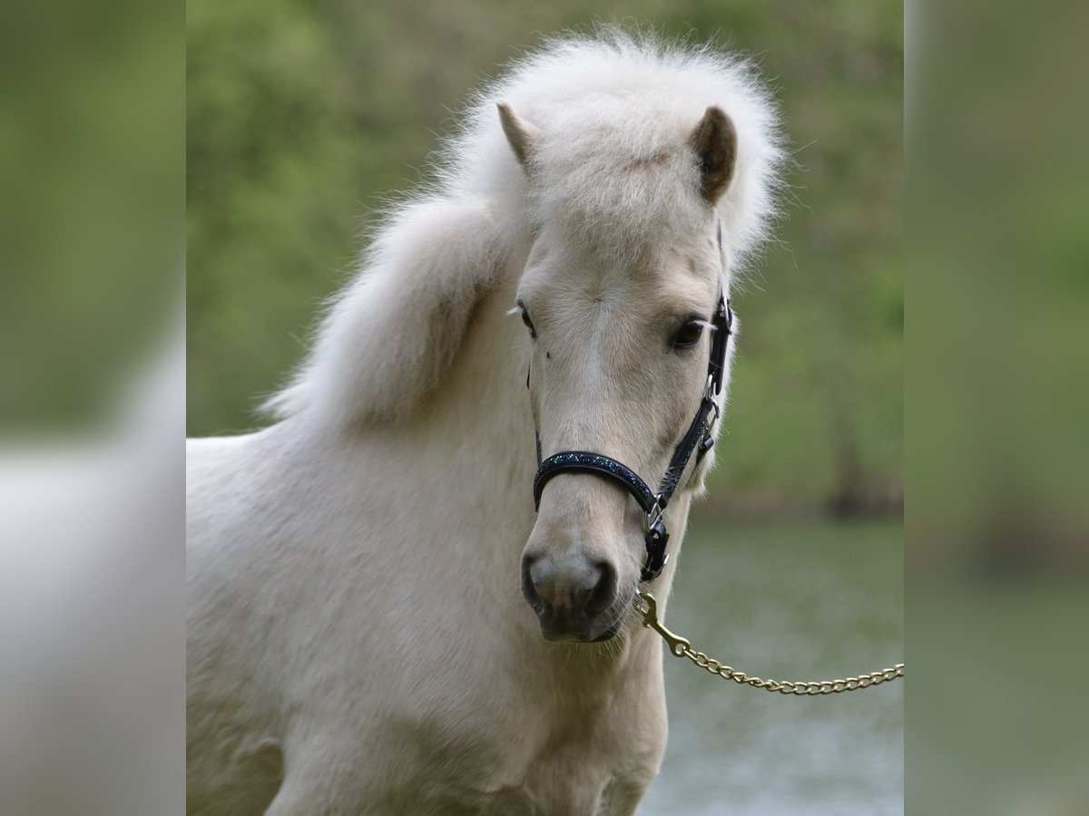 Pony Islandese Castrone 5 Anni 140 cm Falbo in Kaufungen