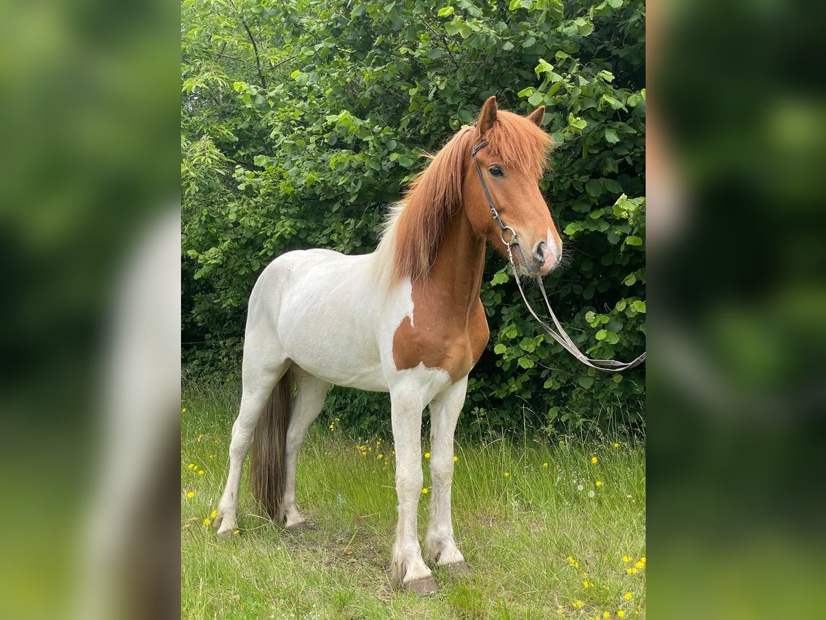 Pony Islandese Castrone 5 Anni 140 cm Pezzato in Buchholz in der Nordheide