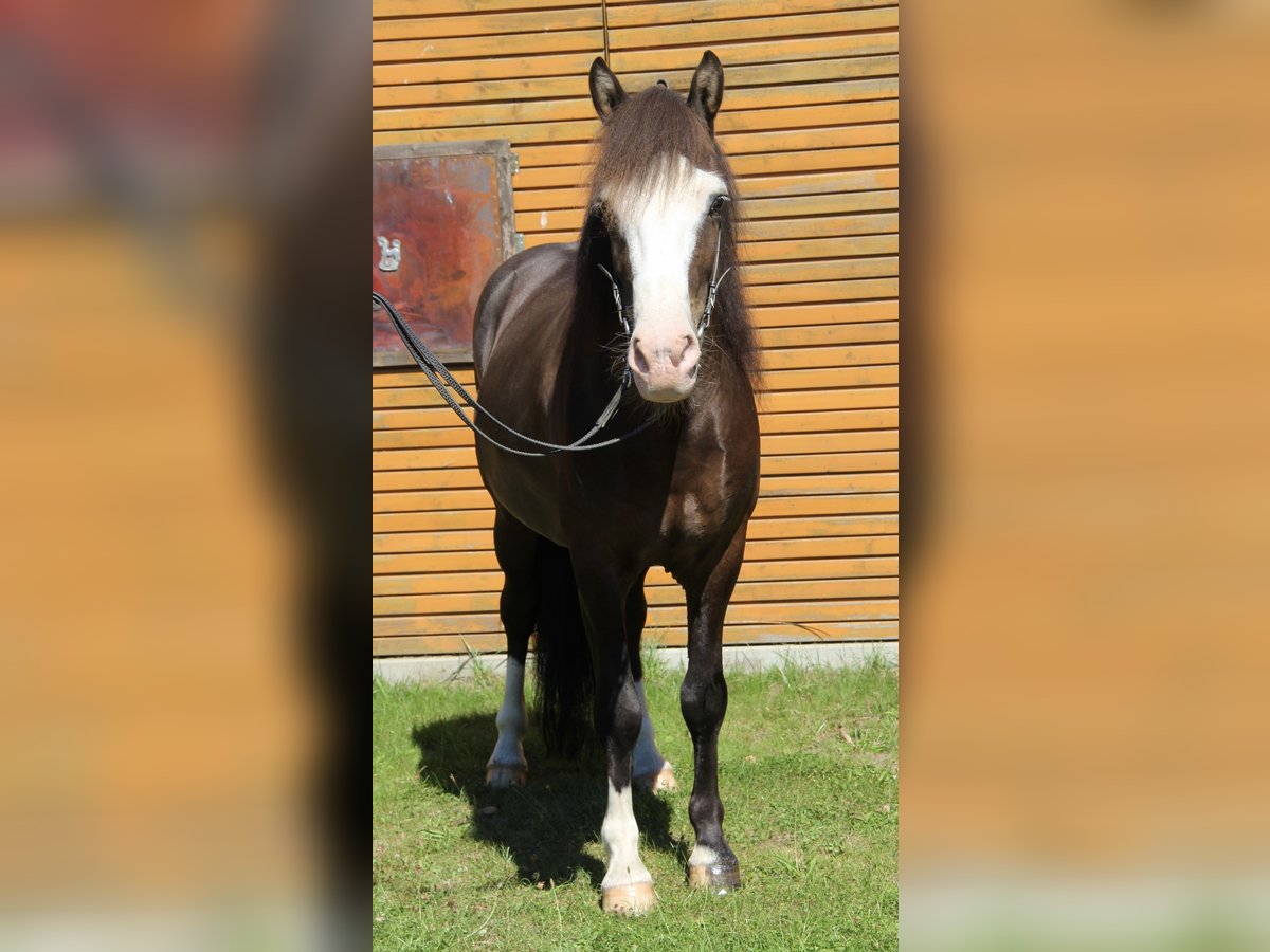 Pony Islandese Castrone 5 Anni 142 cm Morello in Soltau