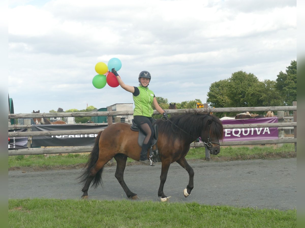 Pony Islandese Castrone 5 Anni 143 cm Morello in Euskirchen