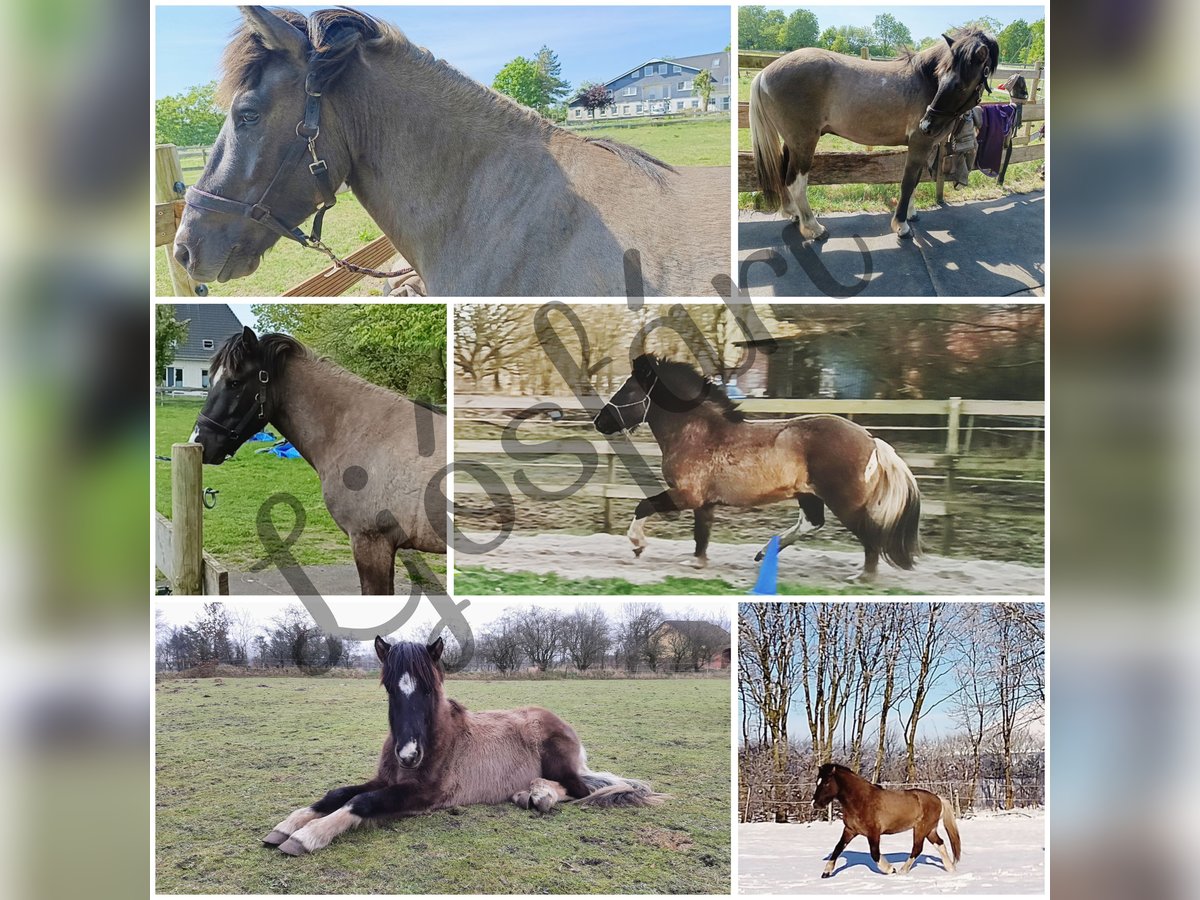 Pony Islandese Castrone 5 Anni 146 cm Falbo in H&#xF6;rup