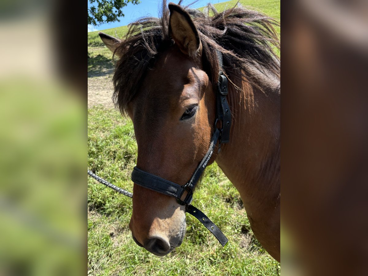 Pony Islandese Castrone 5 Anni Baio in Weistrach