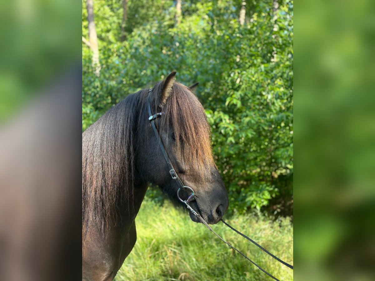 Pony Islandese Castrone 5 Anni Morello in Buchholz in der Nordheide