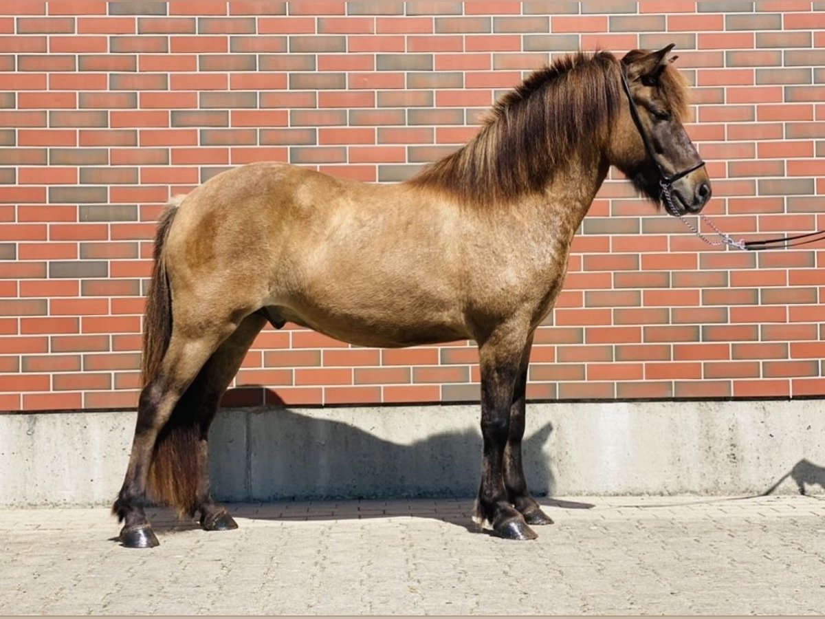 Pony Islandese Castrone 6 Anni 138 cm Falbo in Zweibrücken