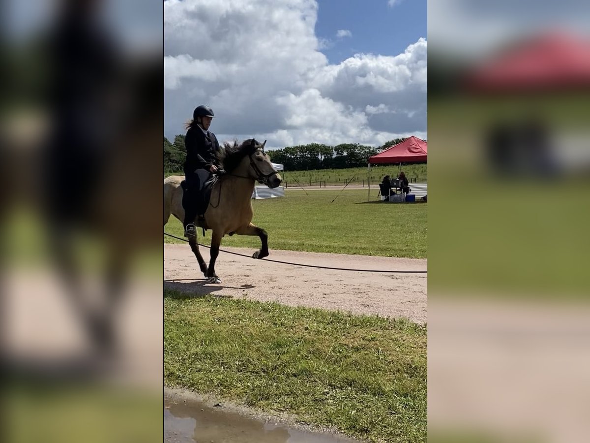 Pony Islandese Castrone 6 Anni 138 cm Pelle di daino in Agerskov