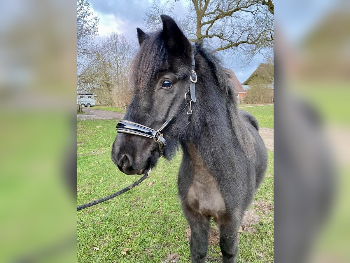 Pony Islandese Castrone 6 Anni 143 cm Morello in L&#xFC;dersburg