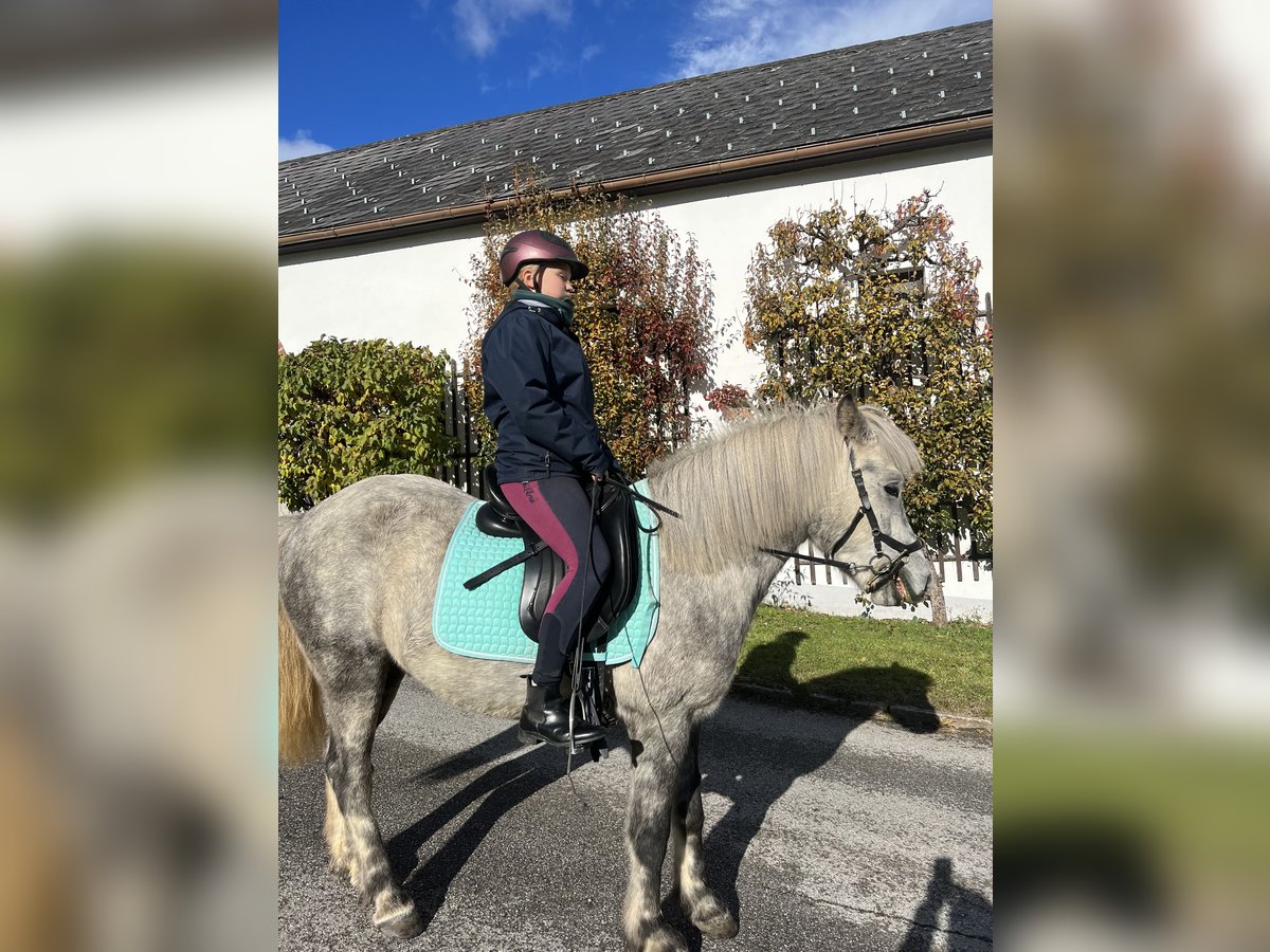 Pony Islandese Castrone 6 Anni 146 cm Grigio pezzato in Linz