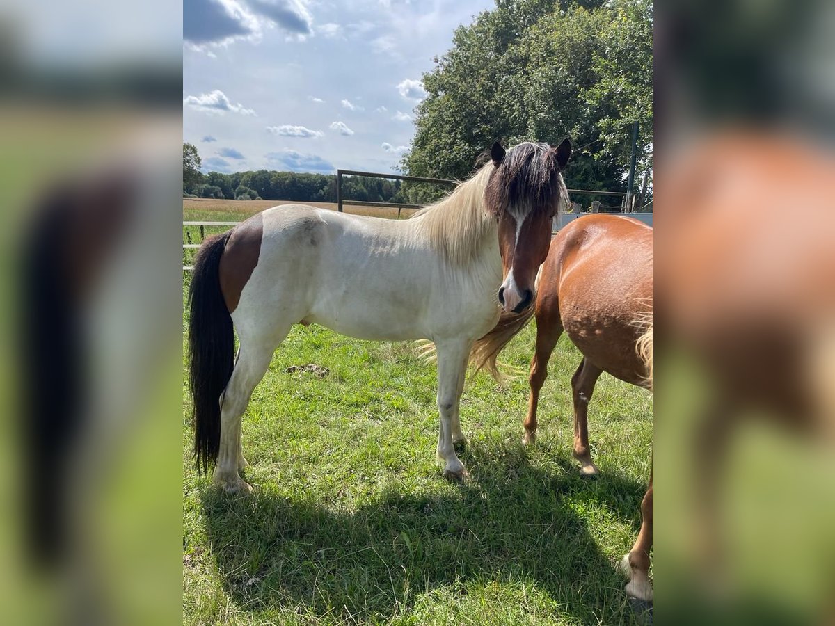 Pony Islandese Castrone 6 Anni in Lingen