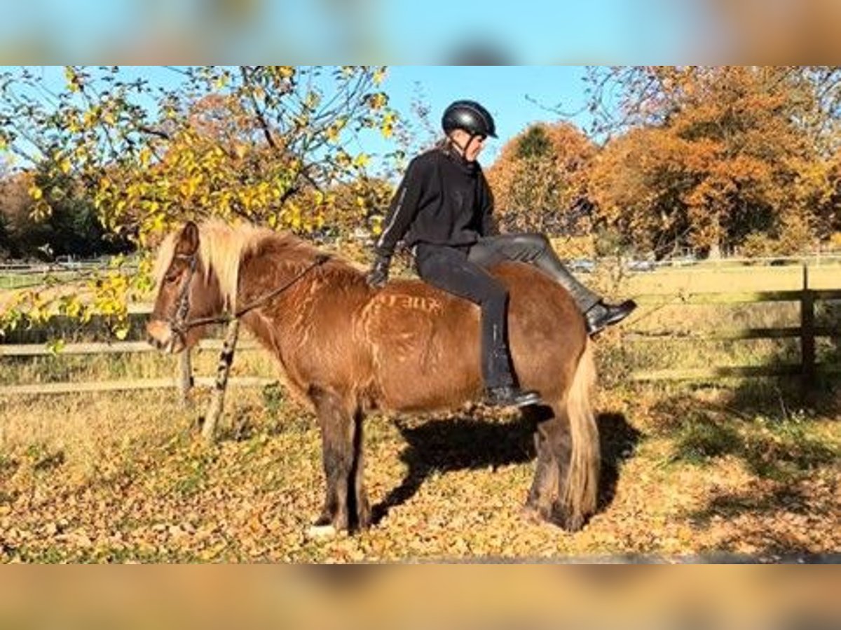 Pony Islandese Castrone 7 Anni 138 cm in Schneverdingen