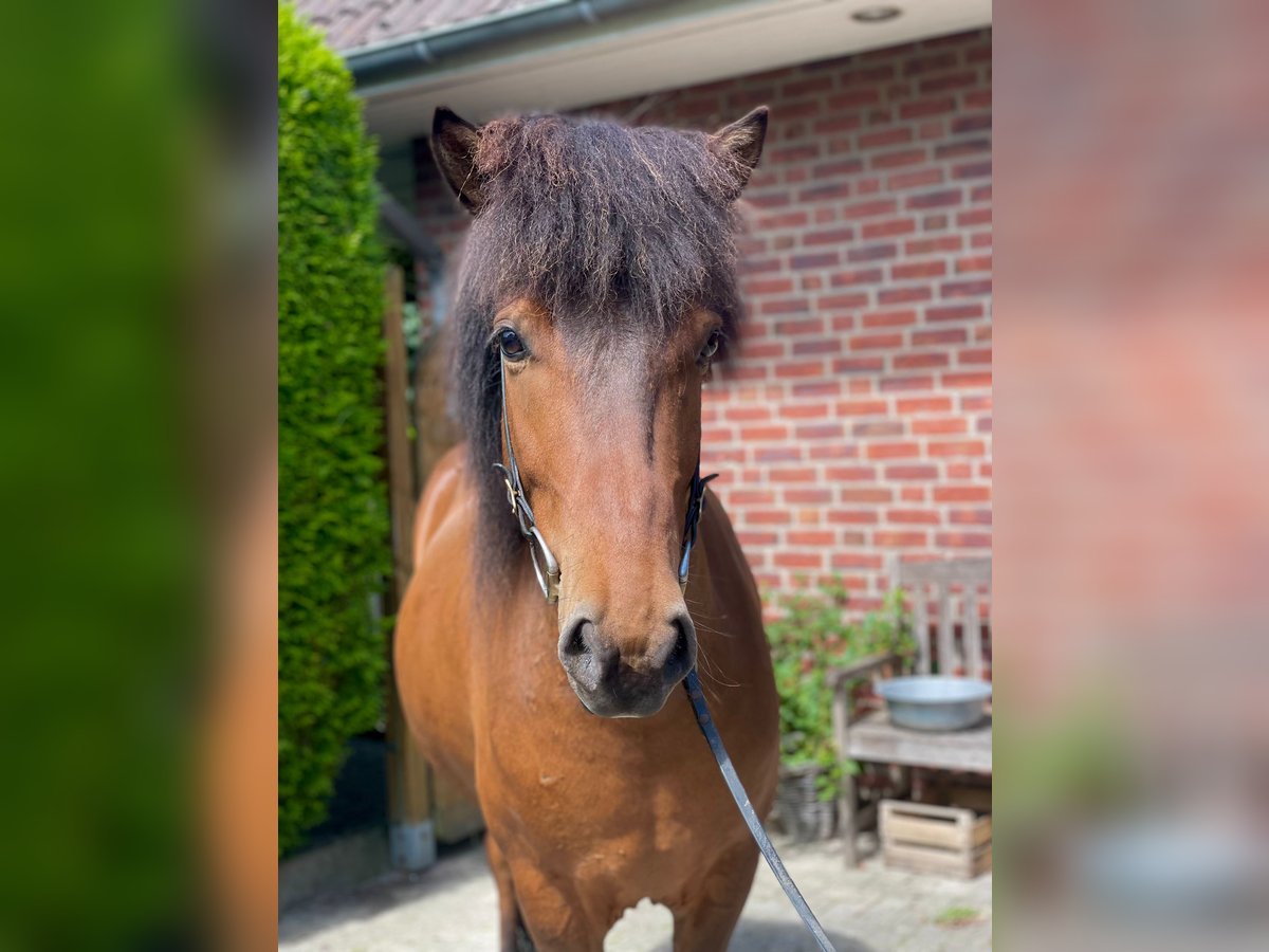 Pony Islandese Castrone 7 Anni 139 cm Baio in Stapelfeld