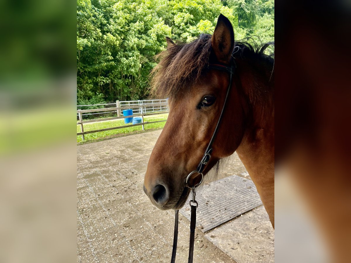 Pony Islandese Castrone 7 Anni 140 cm Baio in Aalen