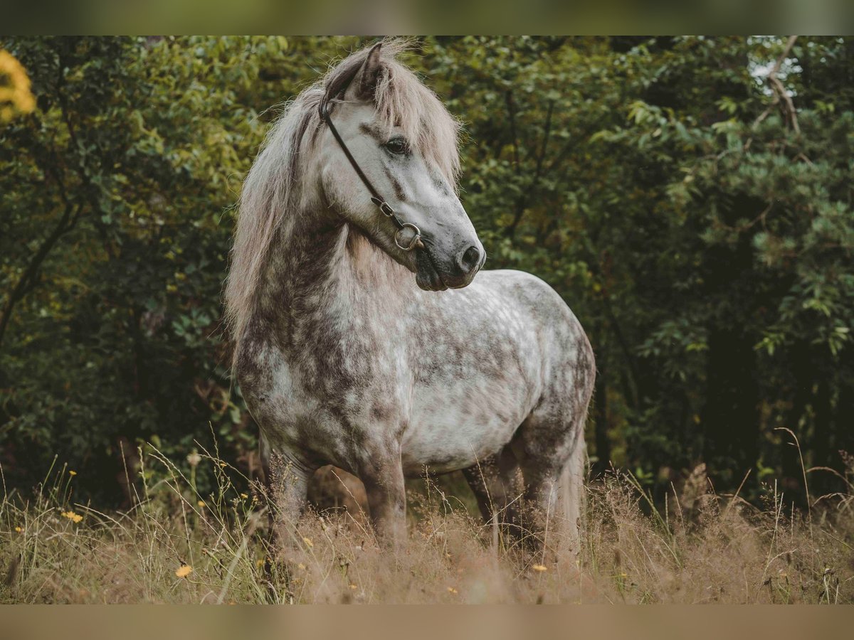 Pony Islandese Castrone 7 Anni 141 cm Grigio in Buchholz in der Nordheide