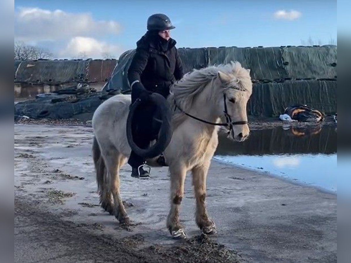 Pony Islandese Castrone 7 Anni 142 cm Palomino in Schneverdingen