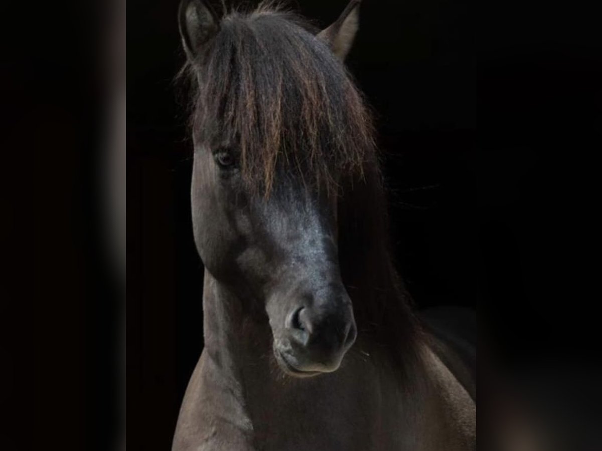 Pony Islandese Castrone 7 Anni 143 cm Falbo in Tacherting