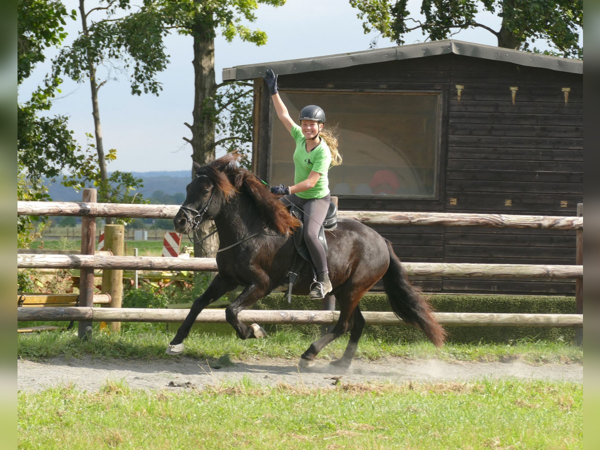 Pony Islandese Castrone 7 Anni 146 cm Morello in Euskirchen