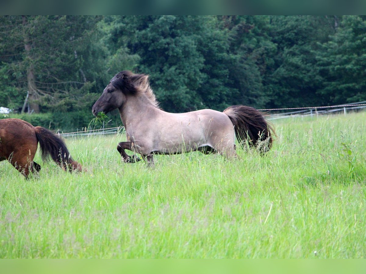 Pony Islandese Castrone 8 Anni 132 cm Falbo in Bad Oeynhausen