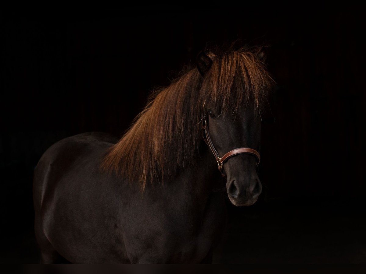 Pony Islandese Castrone 8 Anni 137 cm Baio nero in Nienhagen