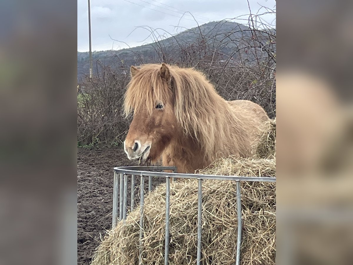 Pony Islandese Castrone 8 Anni 138 cm Falbo in Oberotterbach