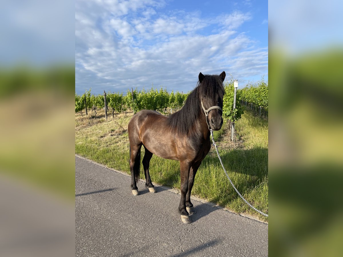Pony Islandese Castrone 8 Anni 143 cm Morello in Perl