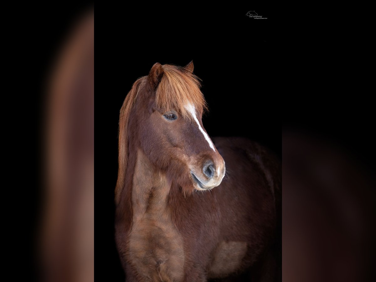 Pony Islandese Castrone 8 Anni 144 cm Sauro ciliegia in Rosbach vor der Höhe Ober-Rosbach