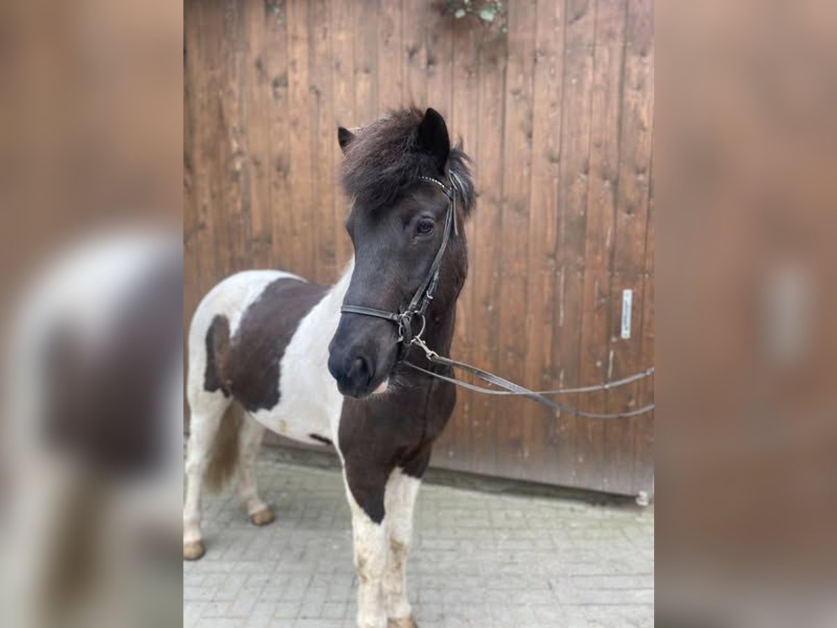Pony Islandese Castrone 8 Anni 147 cm Pezzato in Ansbach Pony Islandese Castrone 8 Anni 147 cm Pezzato in Ansbach