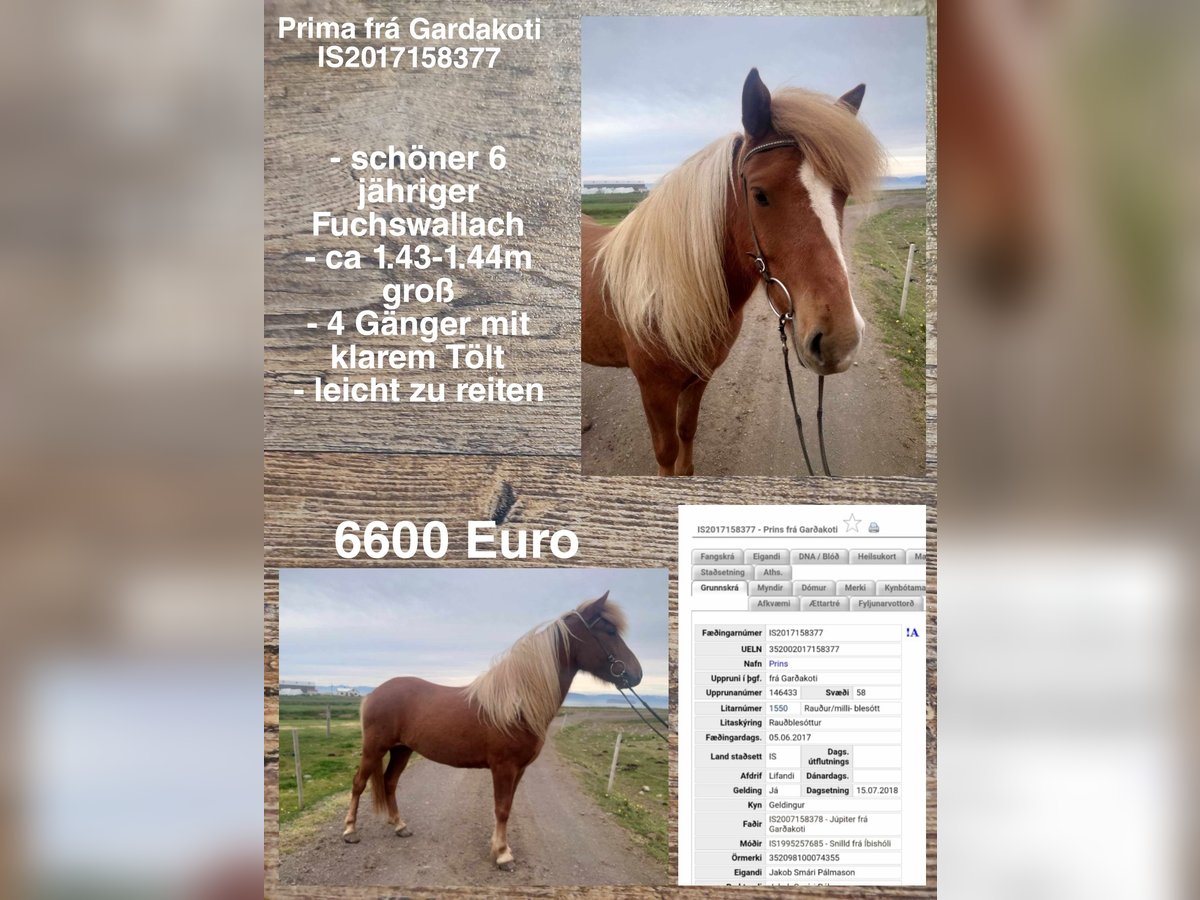 Pony Islandese Castrone 8 Anni in Reykjavik