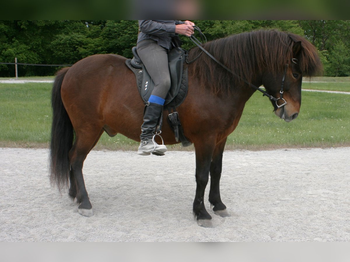Pony Islandese Castrone 9 Anni 136 cm Baio in Westerburg