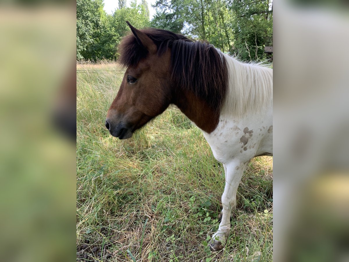 Pony Islandese Castrone 9 Anni 138 cm Pezzato in Ratingen Pony Islandese Castrone 9 Anni 138 cm Pezzato in Ratingen