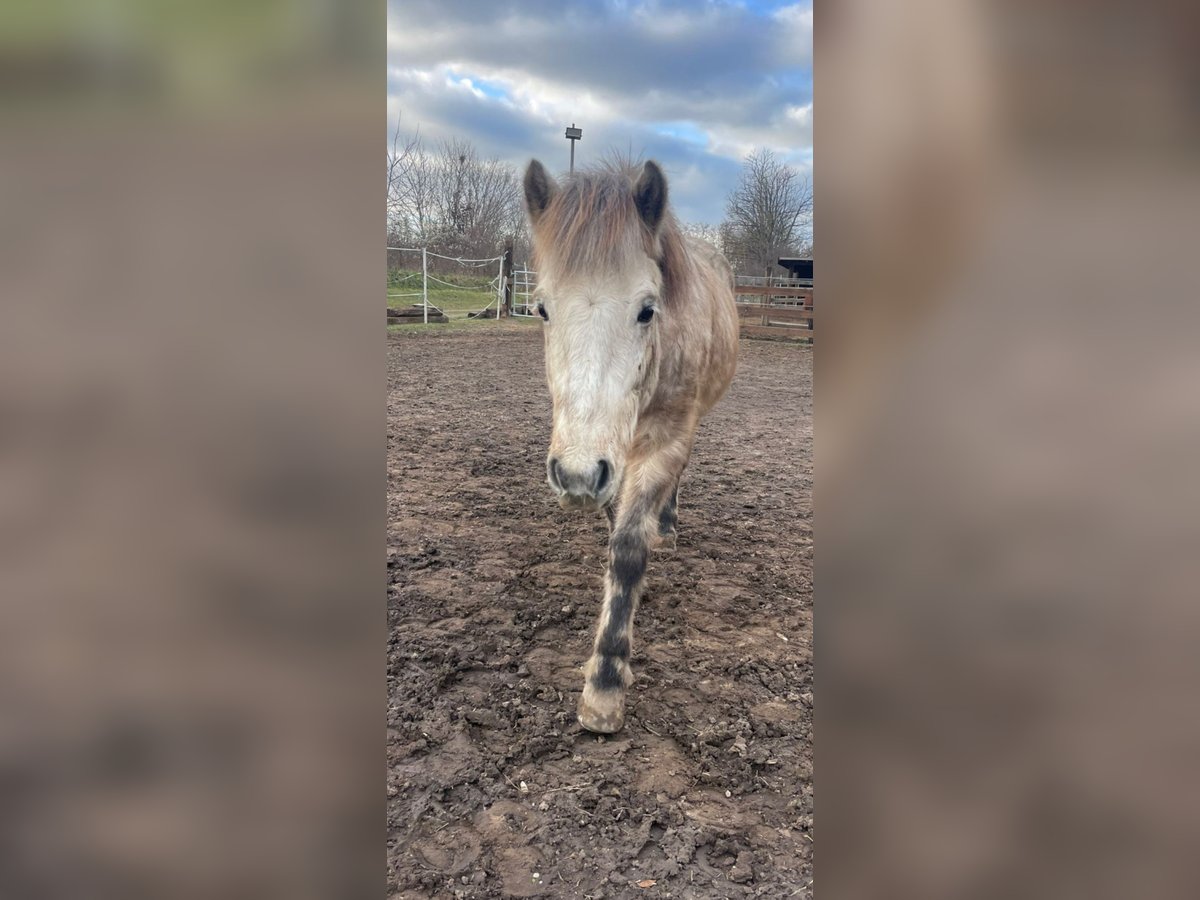 Pony Islandese Castrone 9 Anni 140 cm Grigio in Schwechat