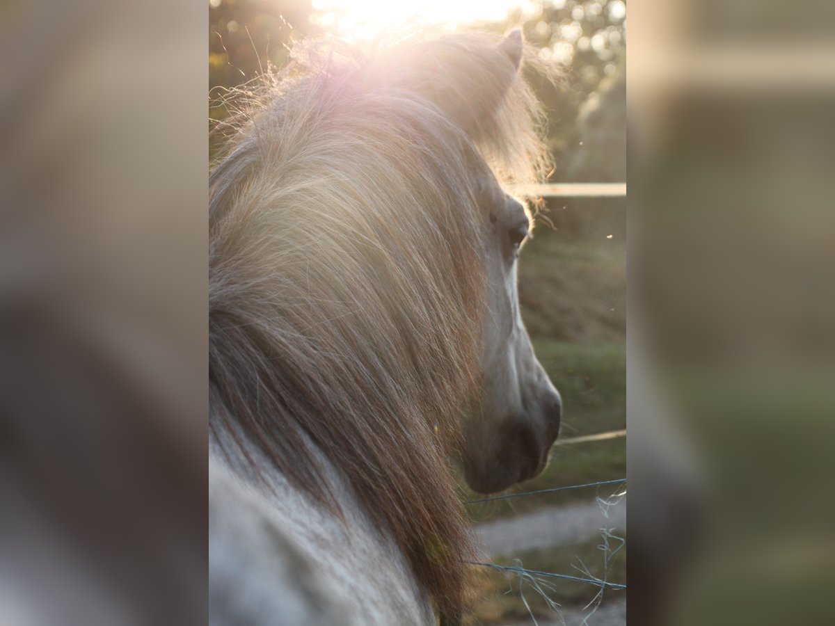 Pony Islandese Castrone 9 Anni 140 cm Grigio pezzato in Schwechat
