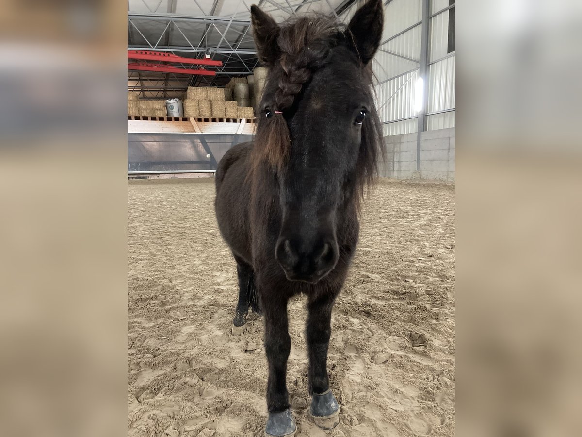 Pony Islandese Castrone 9 Anni 140 cm Morello in Freiburg