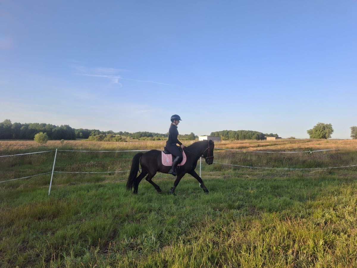 Pony Islandese Castrone 9 Anni 140 cm Morello in Drozdowo