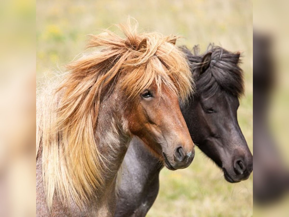 Pony Islandese Castrone 9 Anni in Wört