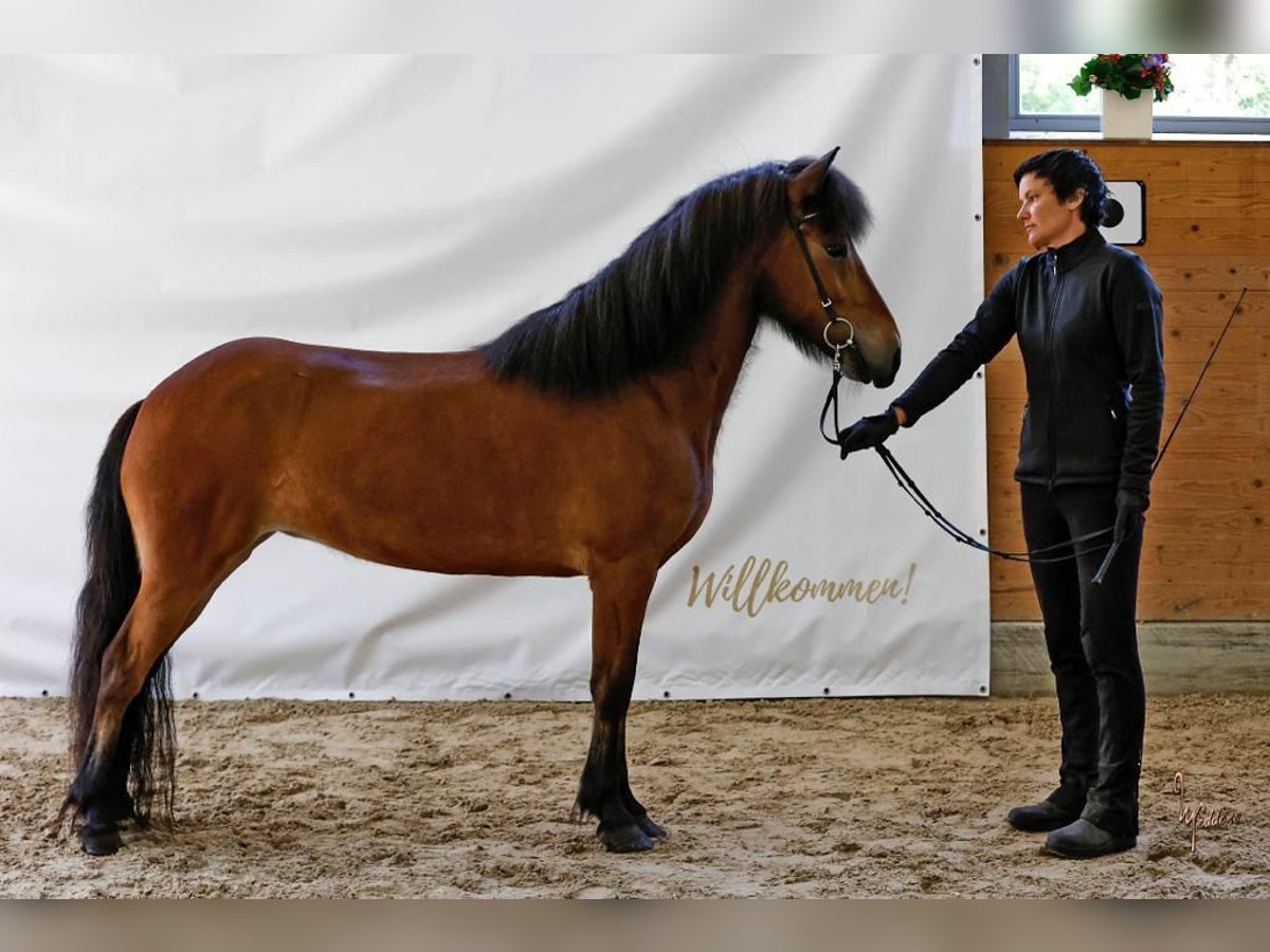 Pony Islandese Giumenta 10 Anni 138 cm Baio ciliegia in Schechen