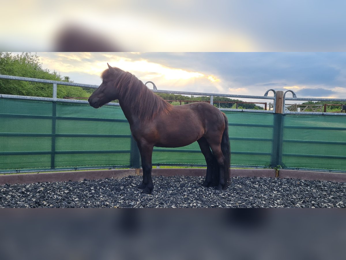 Pony Islandese Giumenta 10 Anni 138 cm Morello in Springe