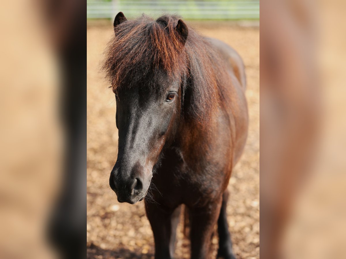 Pony Islandese Giumenta 10 Anni 146 cm Morello in W&#xE4;denswil