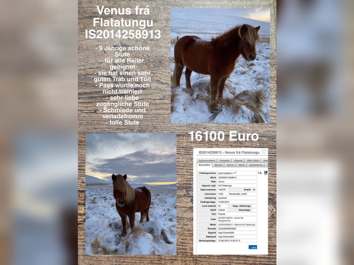 Pony Islandese Giumenta 10 Anni in Reykjavik