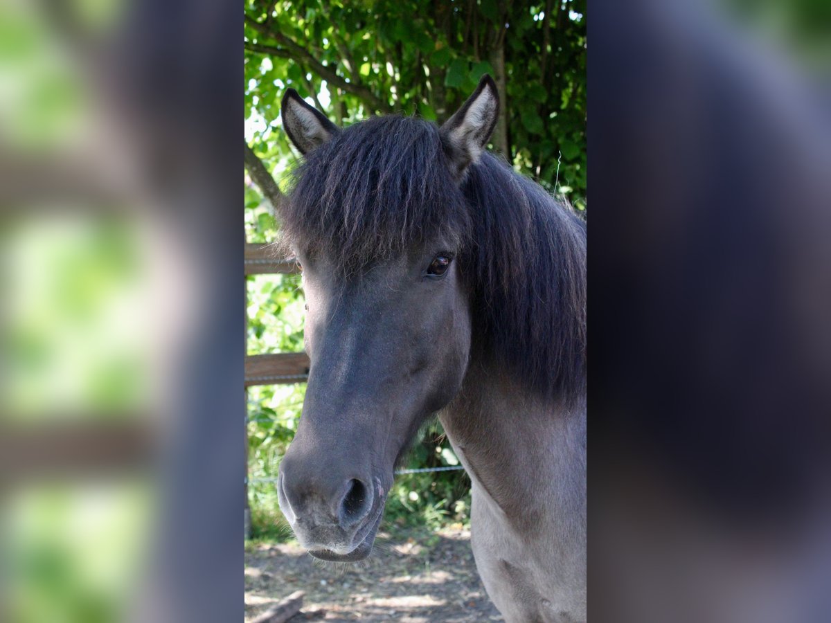 Pony Islandese Giumenta 11 Anni 138 cm Falbo in Schermbeck
