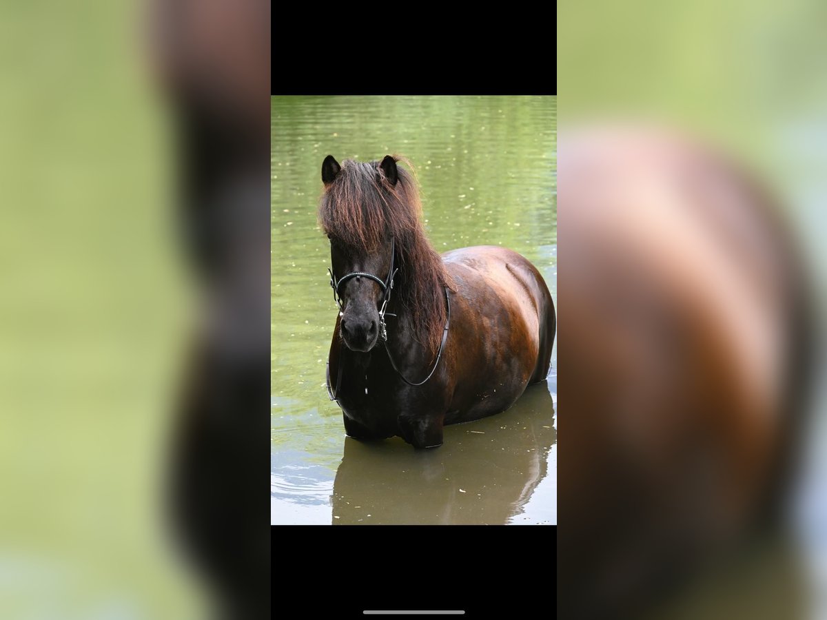 Pony Islandese Giumenta 11 Anni 140 cm Morello in Rastede