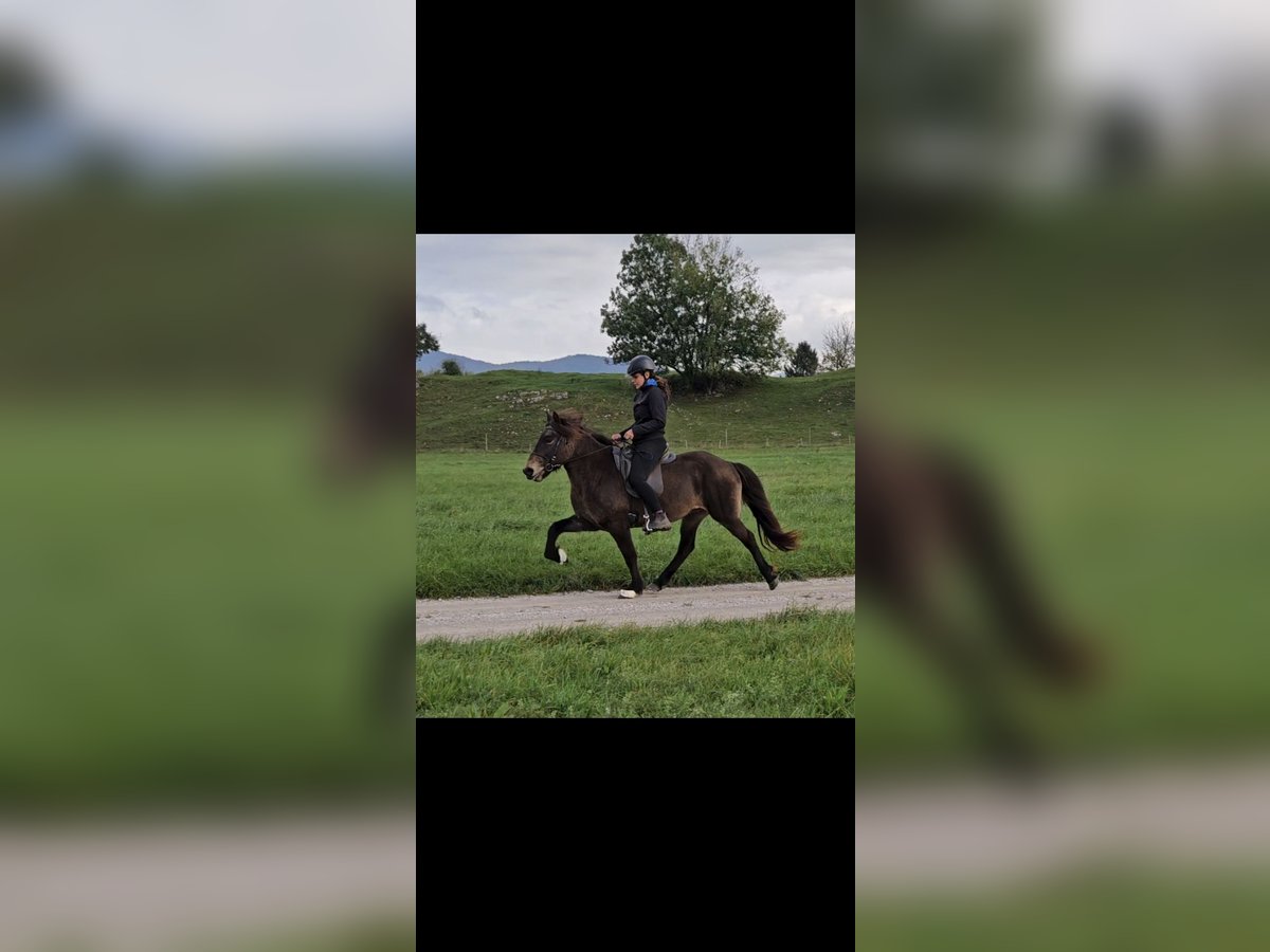 Pony Islandese Giumenta 11 Anni 140 cm Pelle di daino in Prestranek