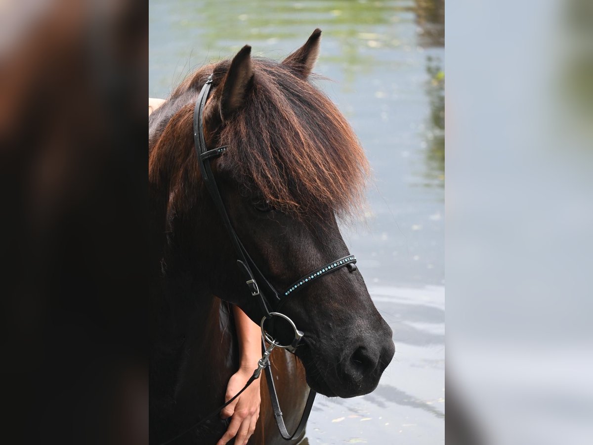 Pony Islandese Giumenta 11 Anni 148 cm Baio nero in Oldenburg