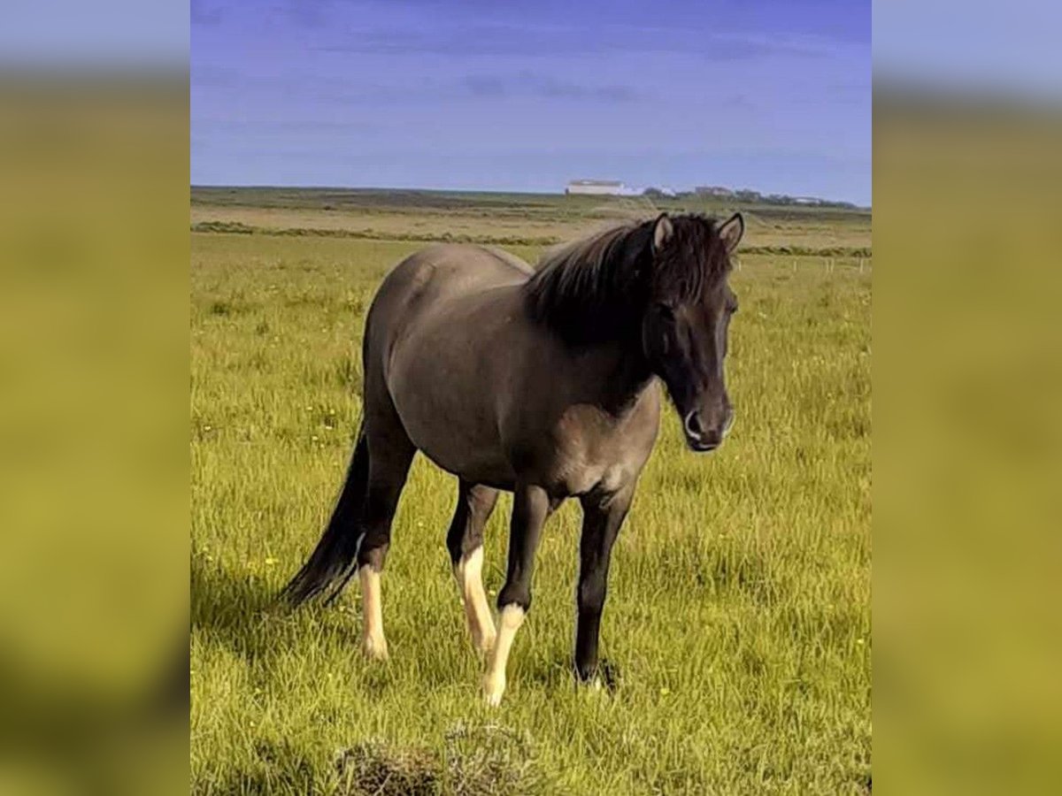 Pony Islandese Giumenta 11 Anni Pezzato in Kirkjubæjarklaustur